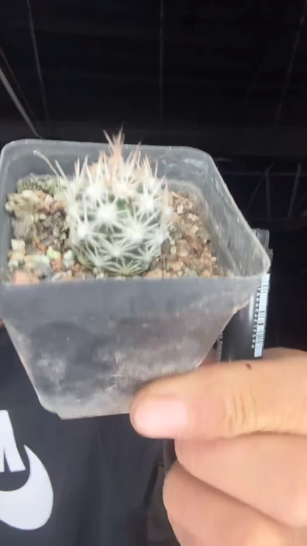 3-5号    雪花丸69.99