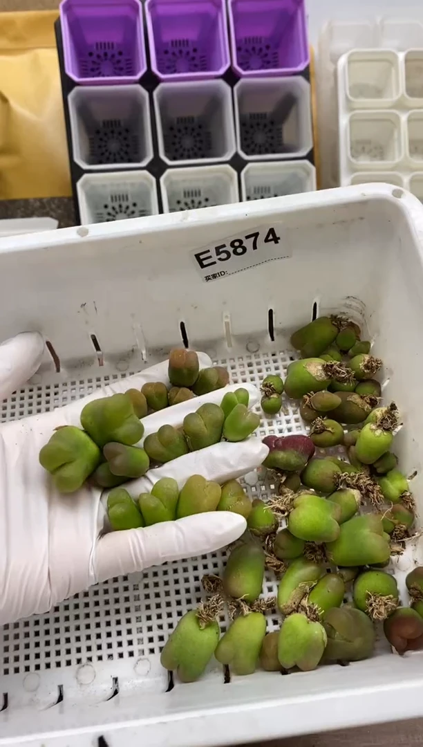 5874开播福利一物一拍