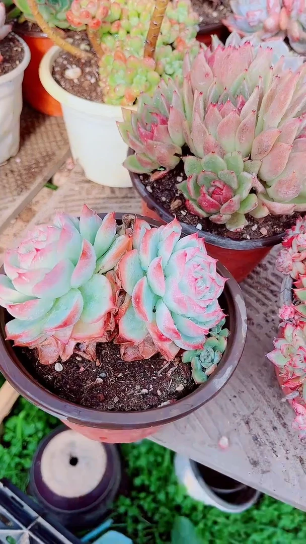 小*光跃跃多肉植物12086