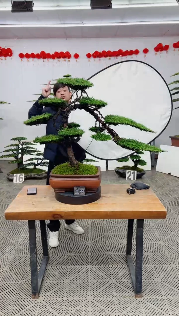 【闪购商品】盆景盆景