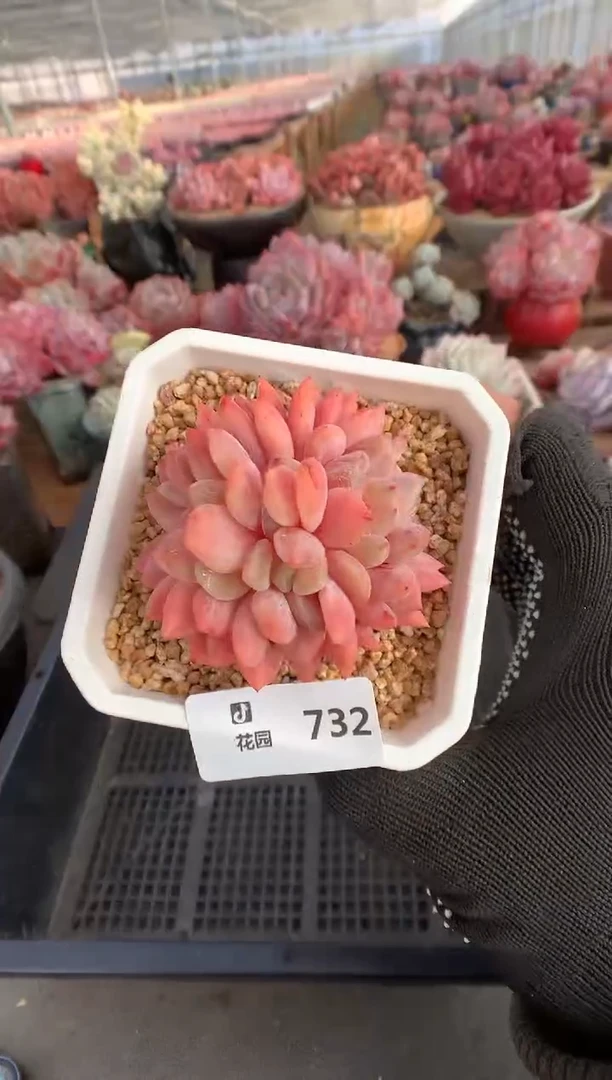 732雪天使缀多肉植物一物一拍