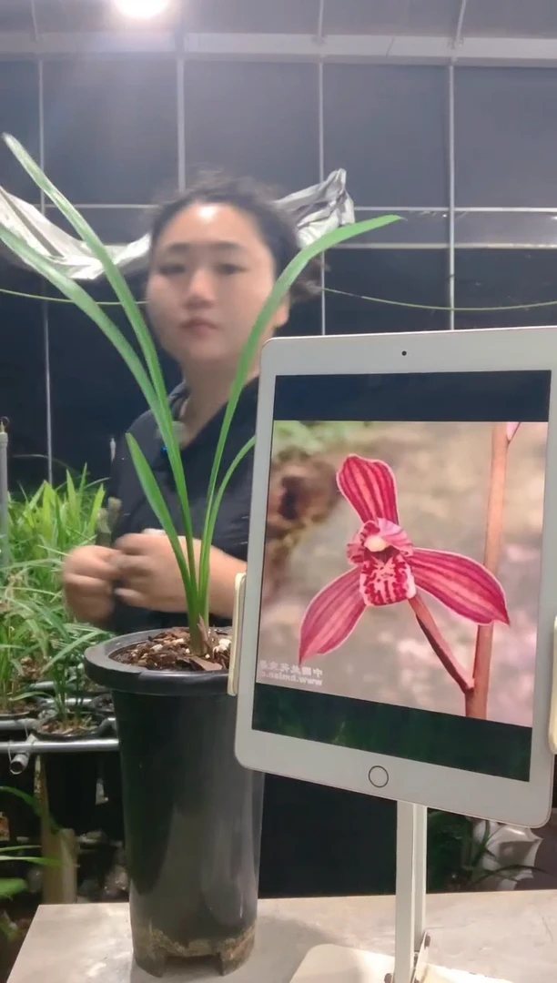 大部分开放少量花苞渔**晚满堂红