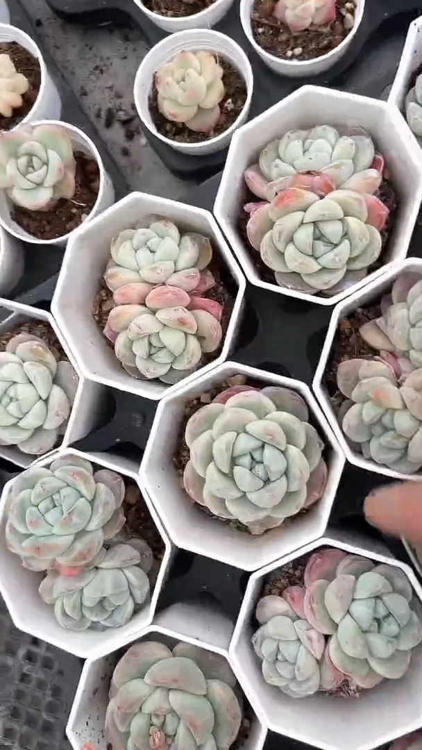 【闪购商品】八角刚毅单双多肉