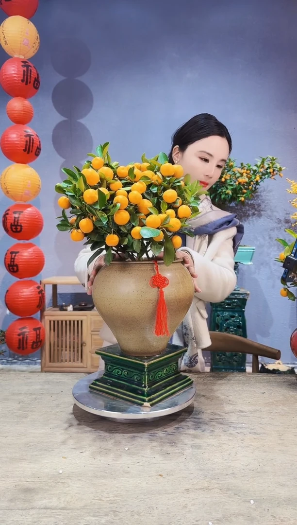 【闪购商品】盆景年桔