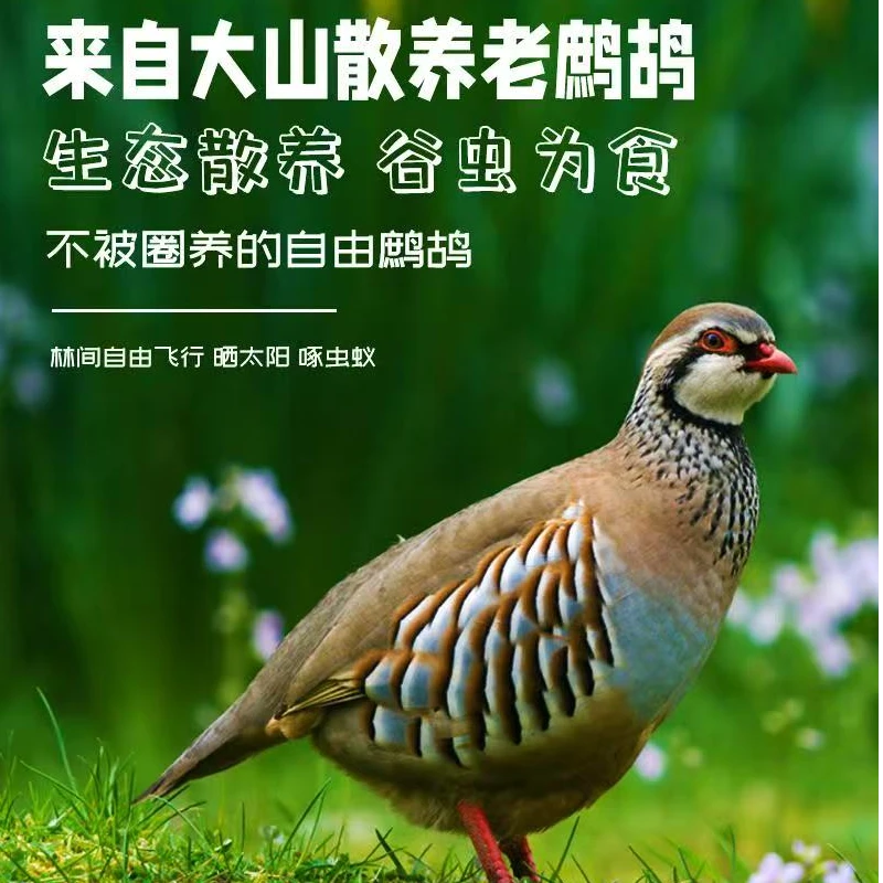 咕咕鸡呱呱鸡宠物鸡产蛋多易养活顺丰包邮
