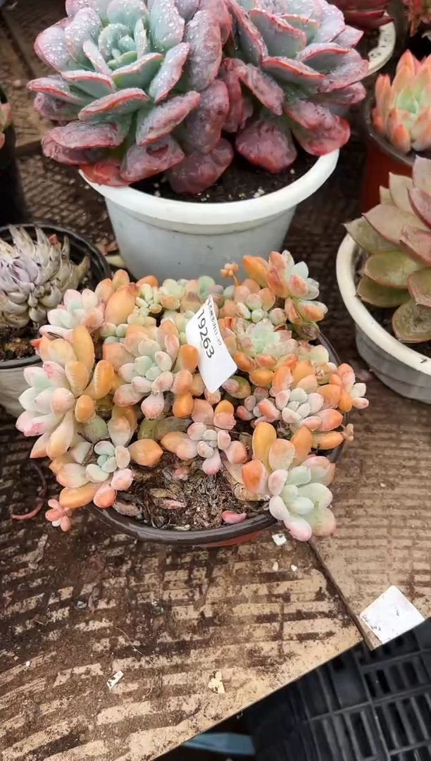 玄*多肉植物一物一拍19263
