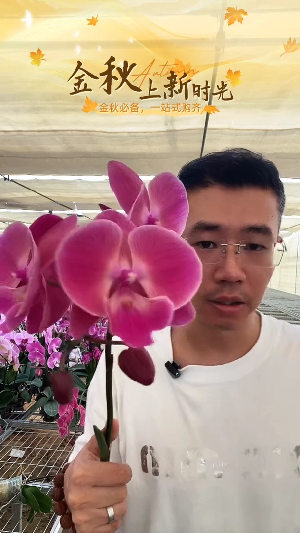 大部分开放少量花苞瑕疵全开放俏皮2棵