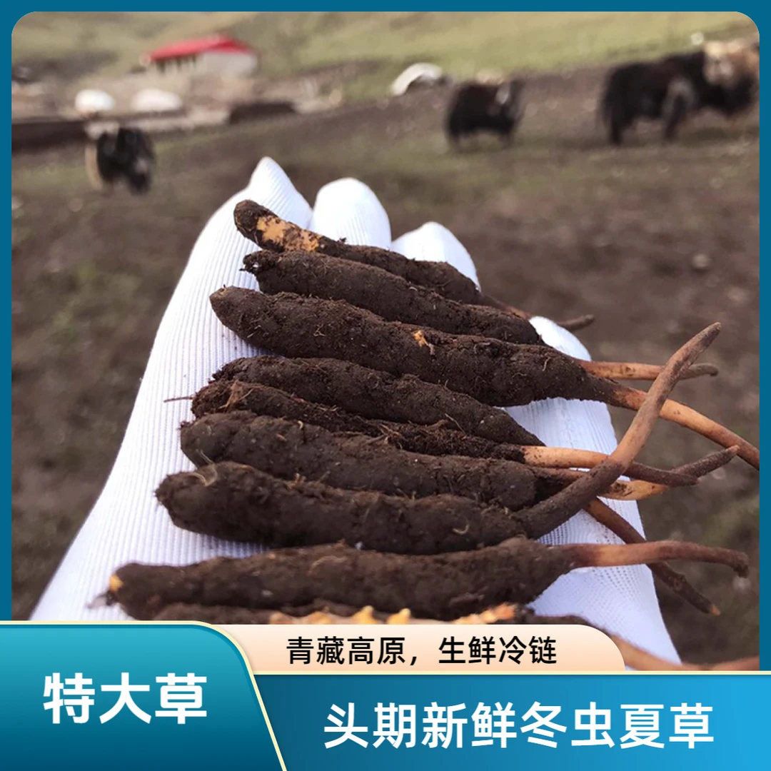 【新鲜特大草】头期鲜虫草高海拔青藏源头直达【非人工草】