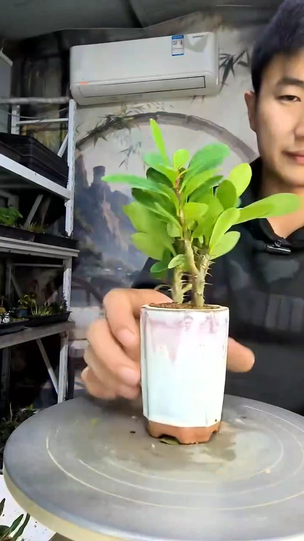 卧*斋中青园艺一物一拍151