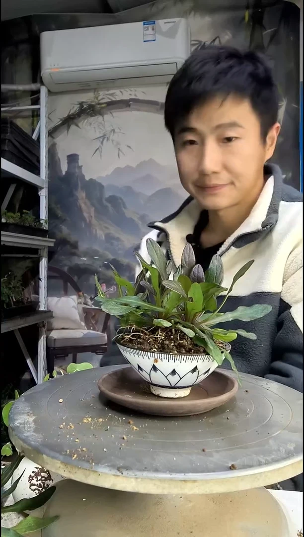 更**西中青园艺一物一拍458