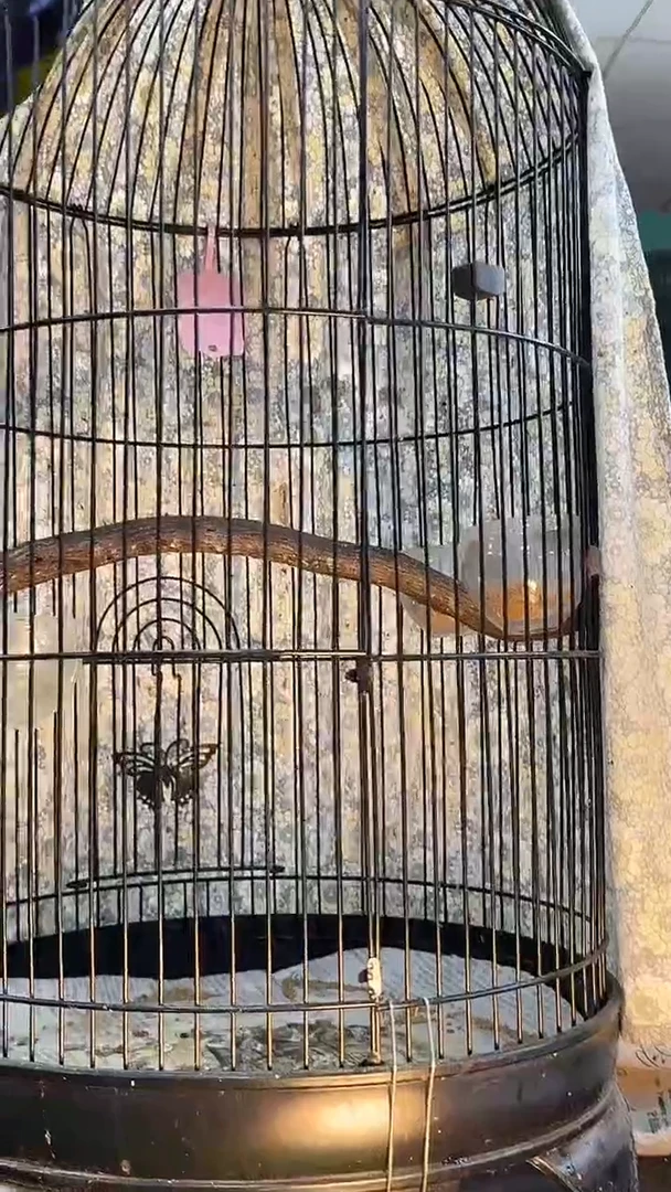 38号橙腹老毛养笼0元起拍