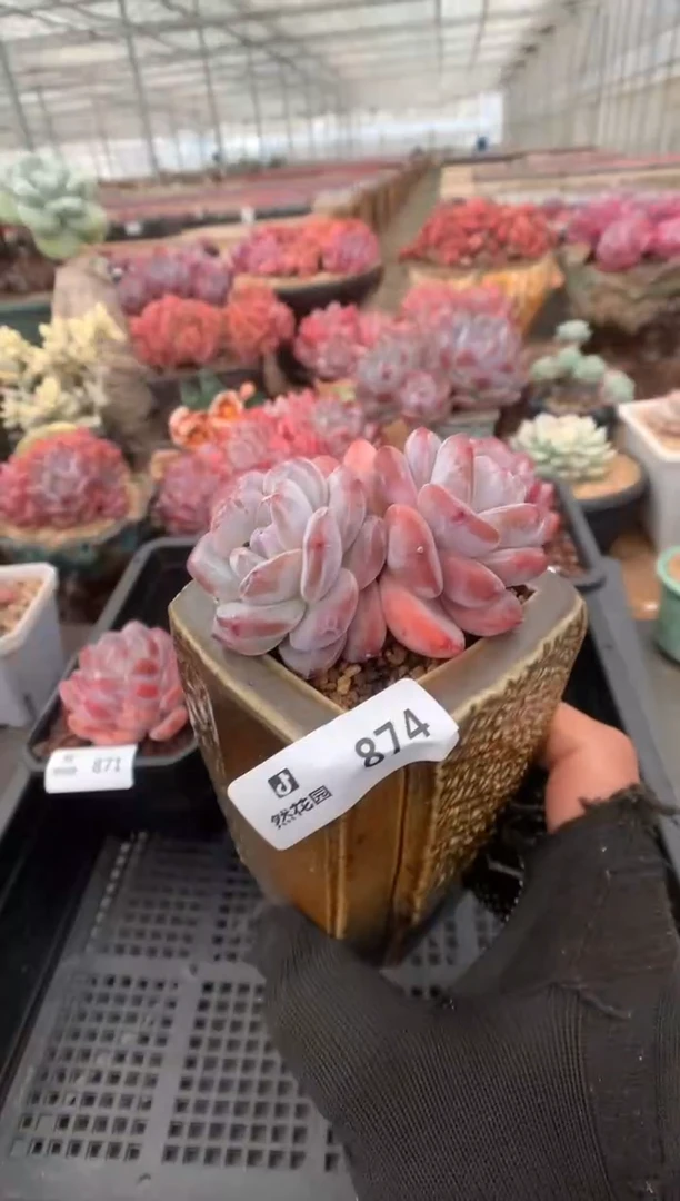 874星影一物一拍