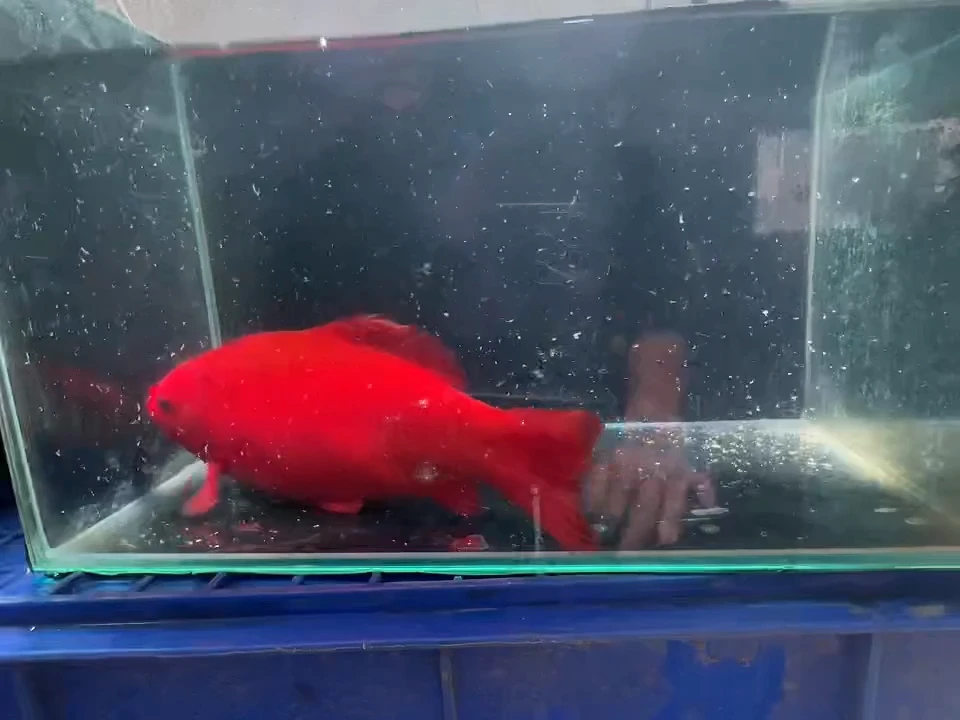 金鱼短尾草金专拍链接黄牌子24