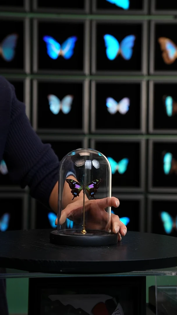 玫瑰青凤蝶小号玻璃罩