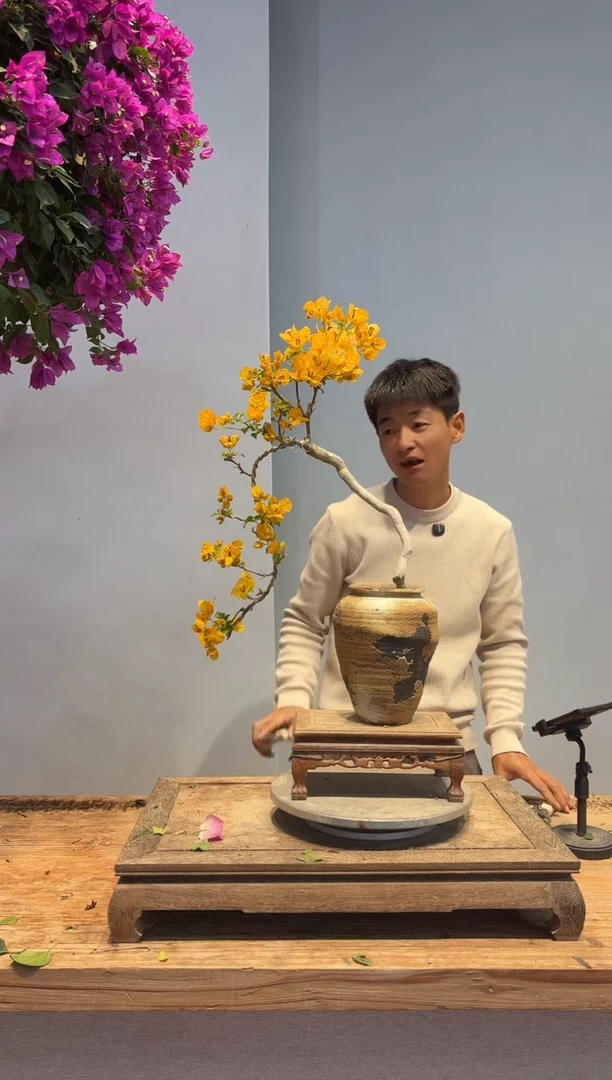 以实际为准三角梅44