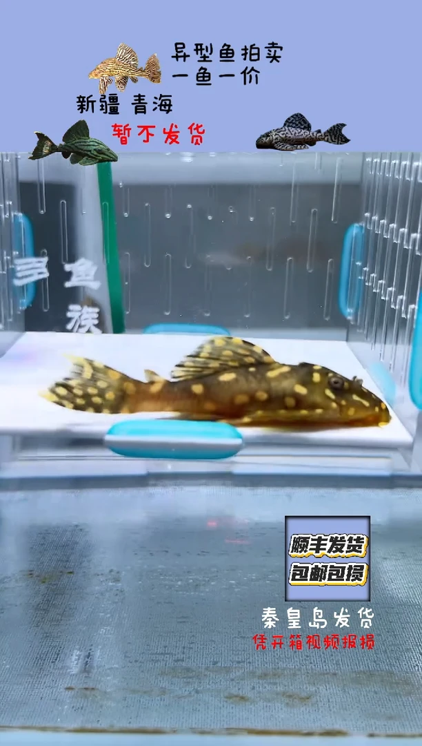清道夫鱼7+不包入缸损63