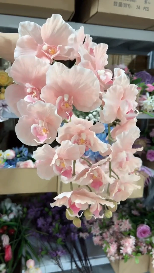2枝粉色蝴蝶兰