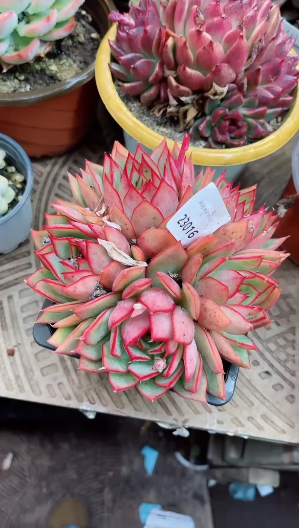 【闪购商品】23016