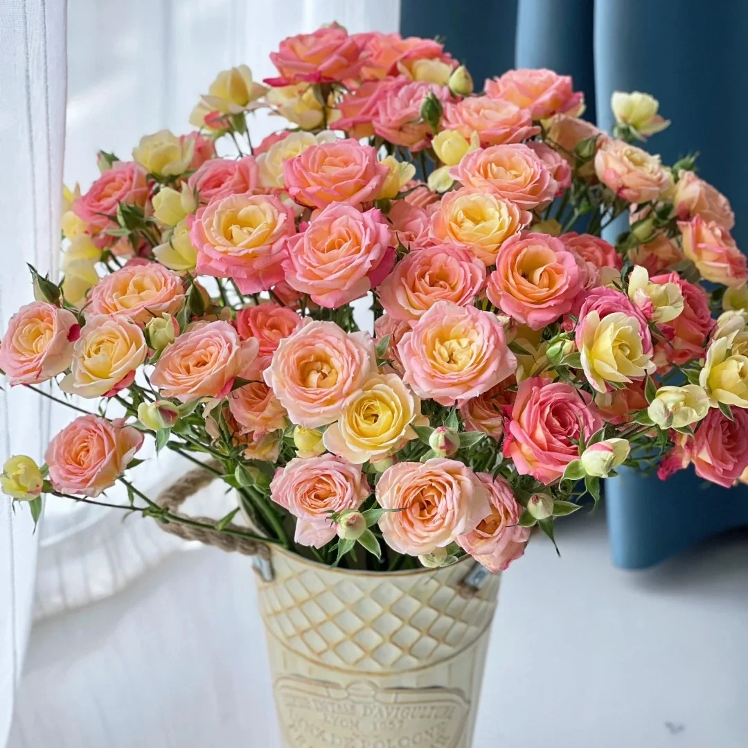 【簪花笑】多头玫瑰云南鲜花基地直发 瓶插现切 好看