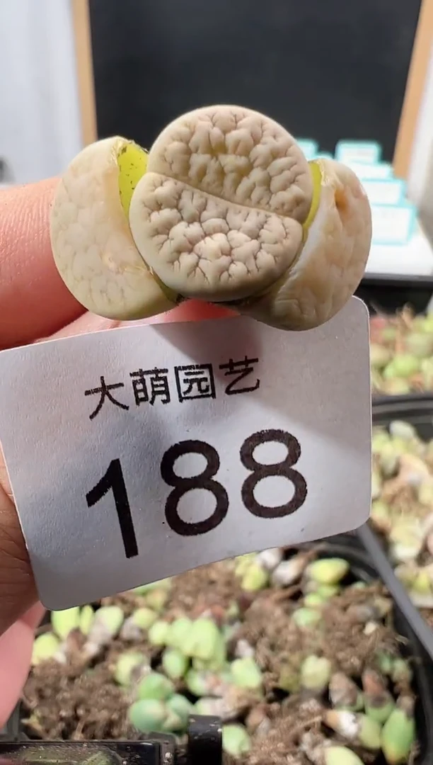 【闪购商品】++++188