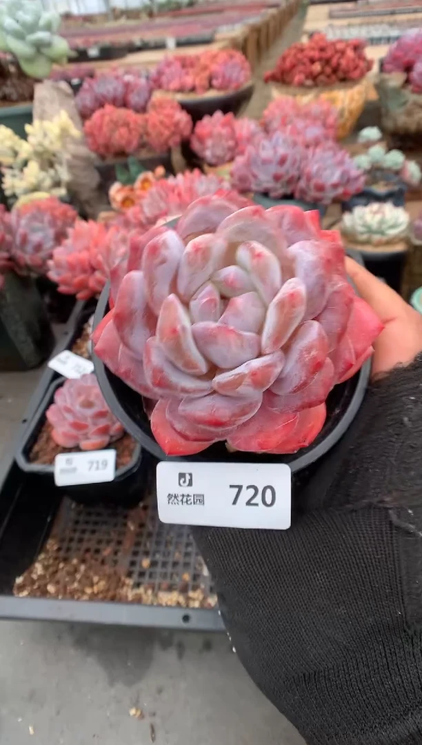 720星影一物一拍
