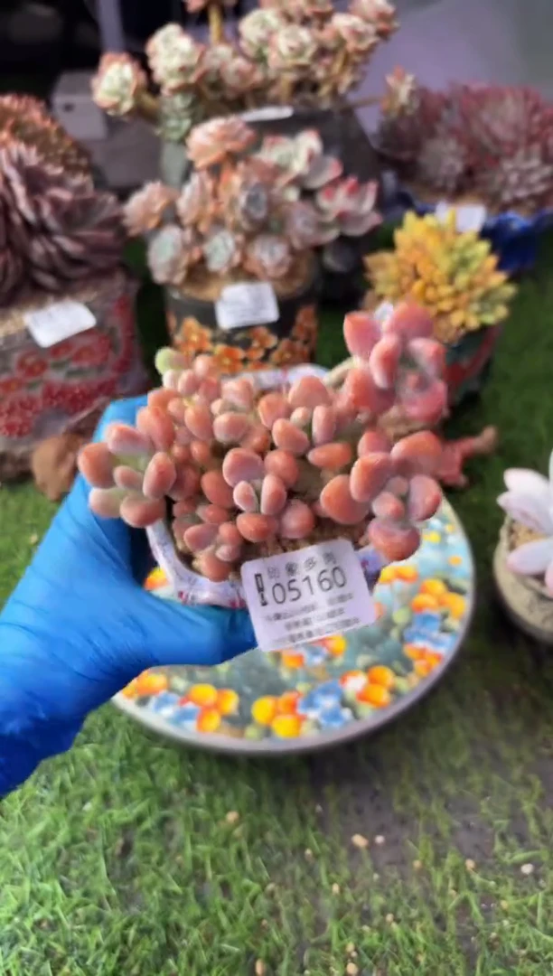 昆明印象多肉05160