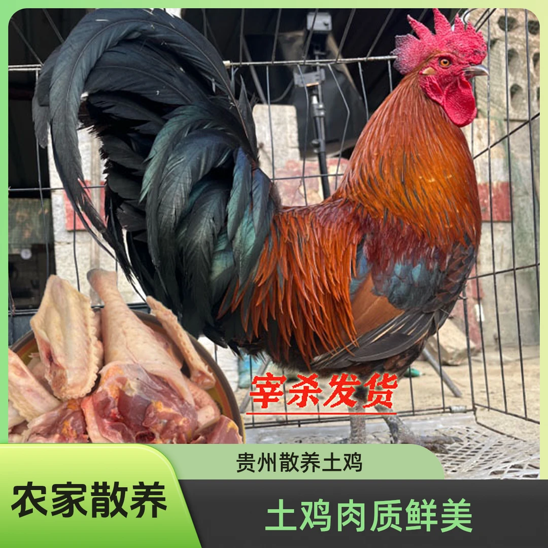 贵州农家散养土鸡，宰杀发货（宰后拒绝退款）