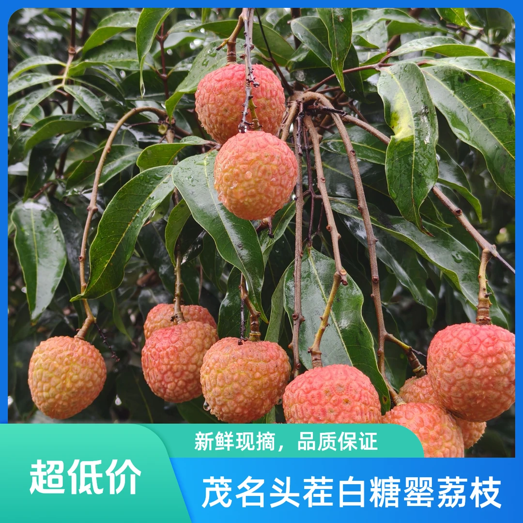 现发冷链发货茂名电白老树新鲜白糖罂荔枝现摘现发当季水果芭乐果