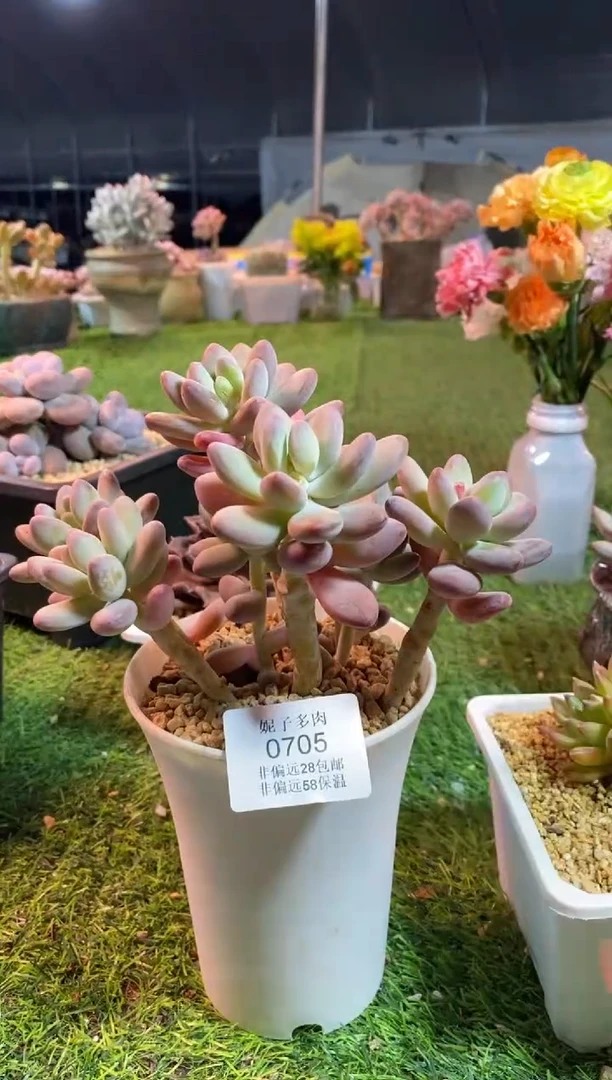 【闪购商品】0705a