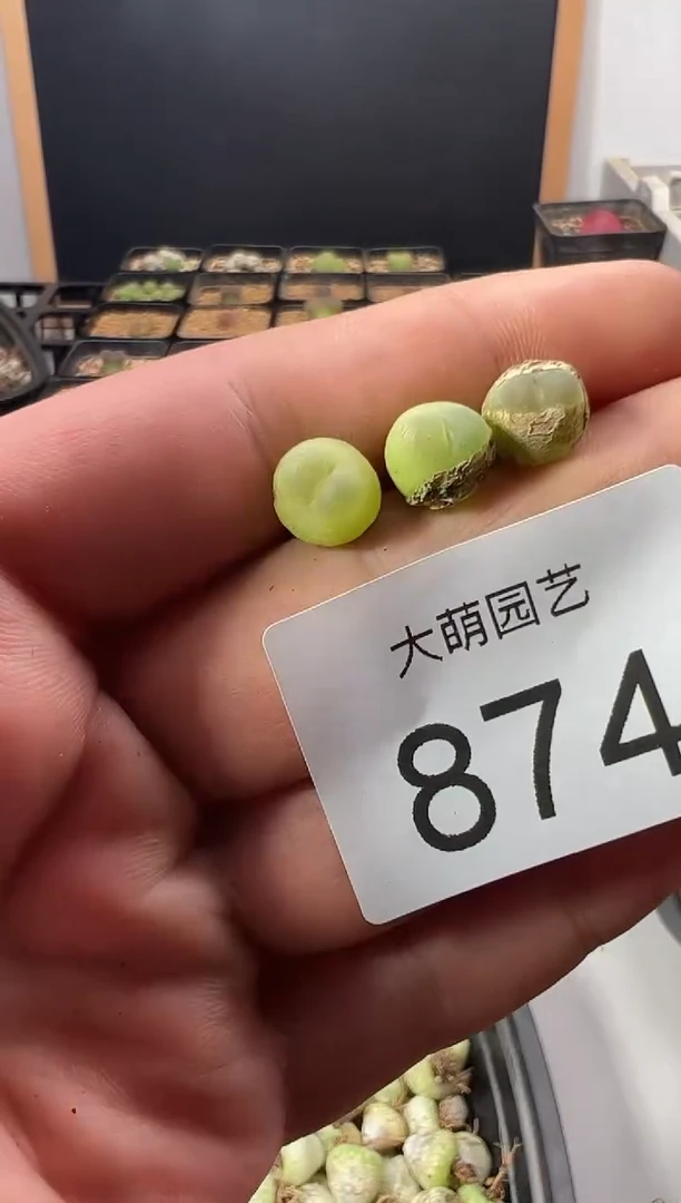 一物一拍          874