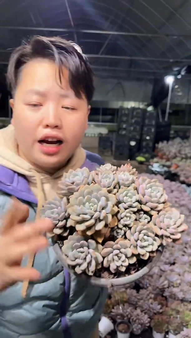 大群整桩白鹭 11.88