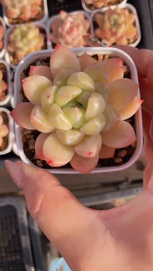 【闪购商品】490钻石珍妮多肉