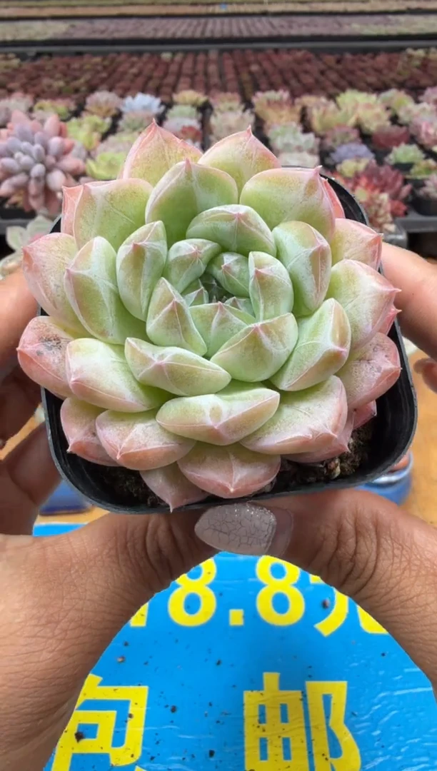 东云多肉园二店-53