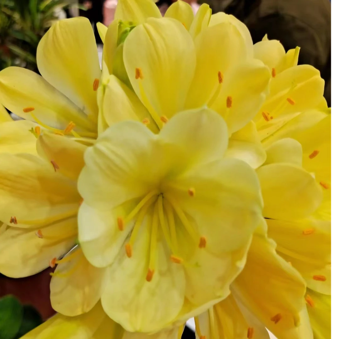 长春宇瞬君子兰彩兰圆头立板短叶小苗室内绿植国兰包邮