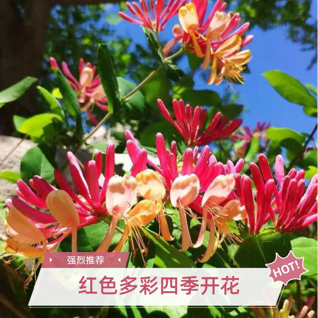 【两年苗】红色多彩金银花树苗盆栽地栽抗寒泡茶鲜花金银花老桩