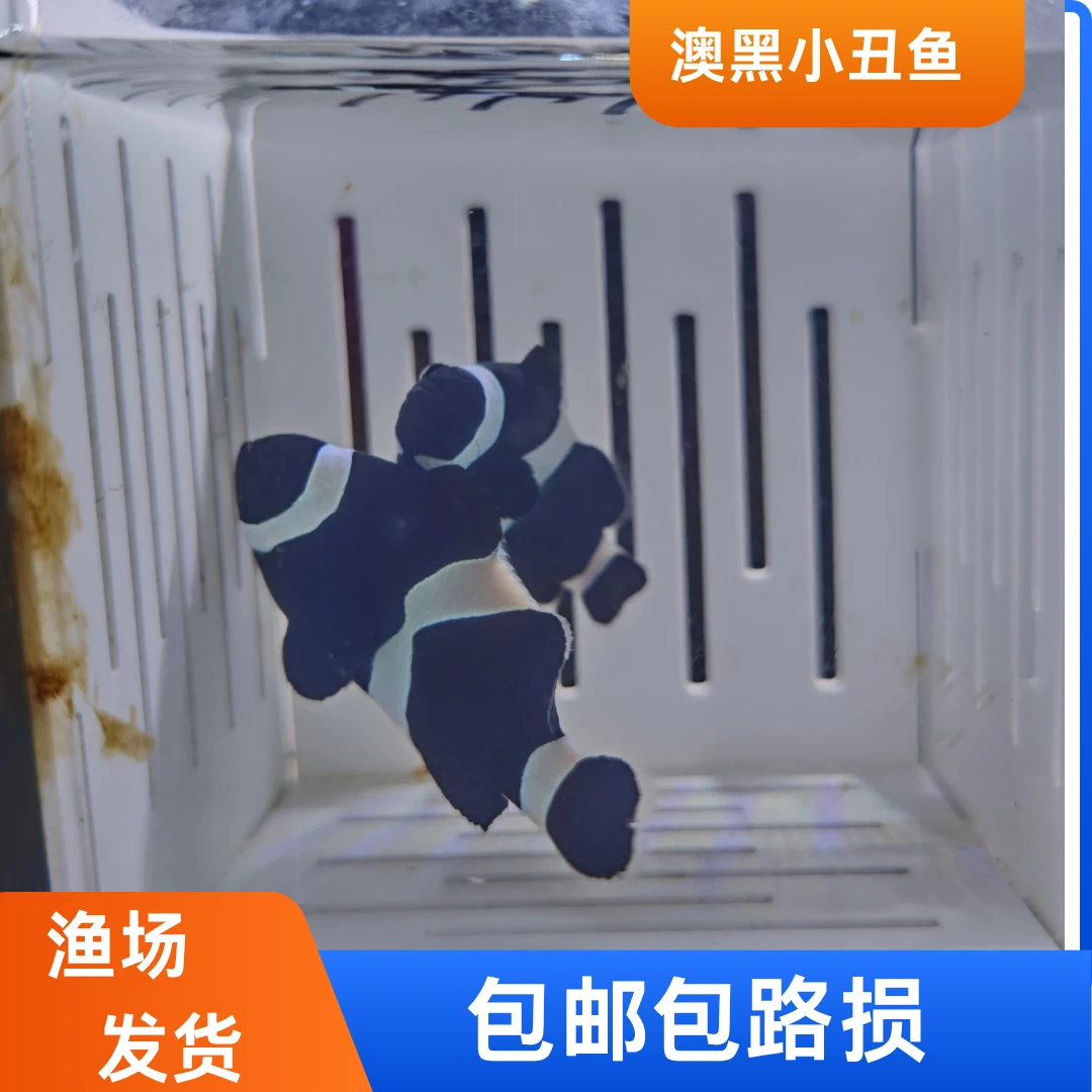 人工养殖奥黑小丑鱼健康好养