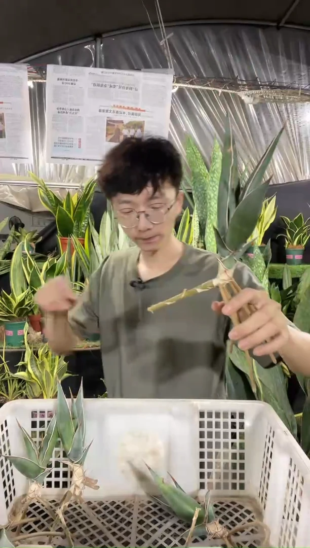 大号步行者35.8...