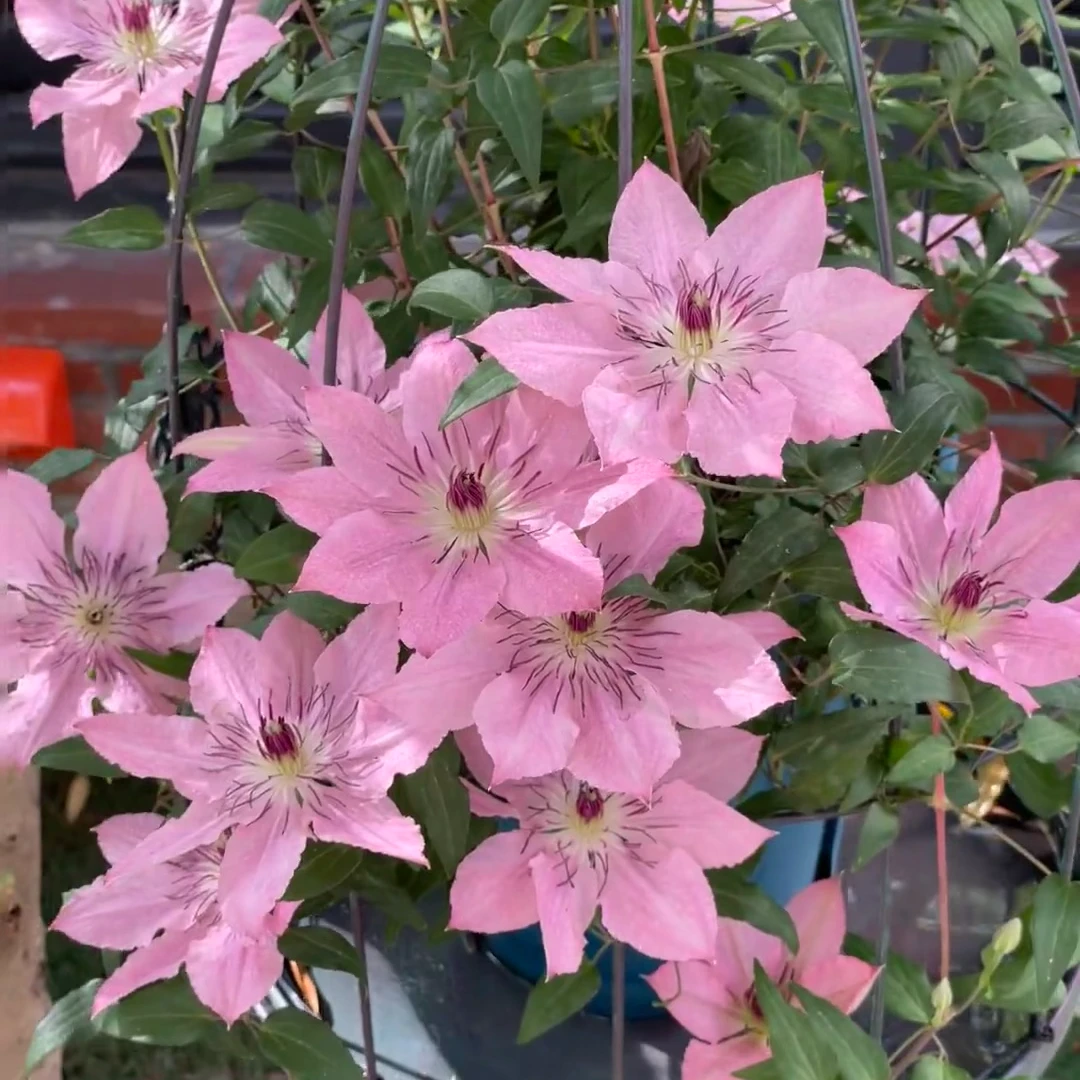 【伊丽沙白1.5加仑】铁线莲阳台庭院楼顶爬藤花卉植物四季开花好养