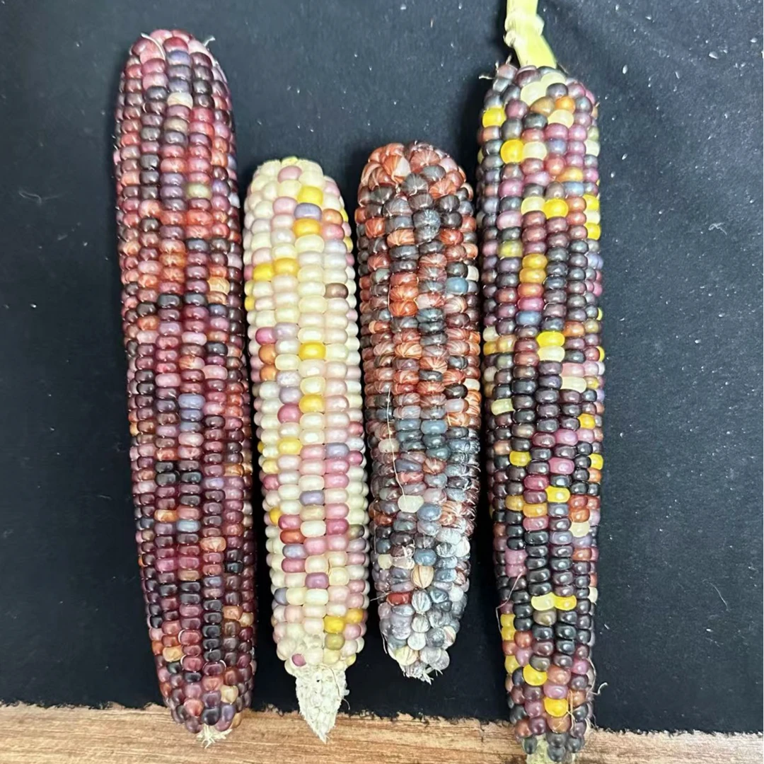 玉米盲盒专属链接文玩玉米毛料