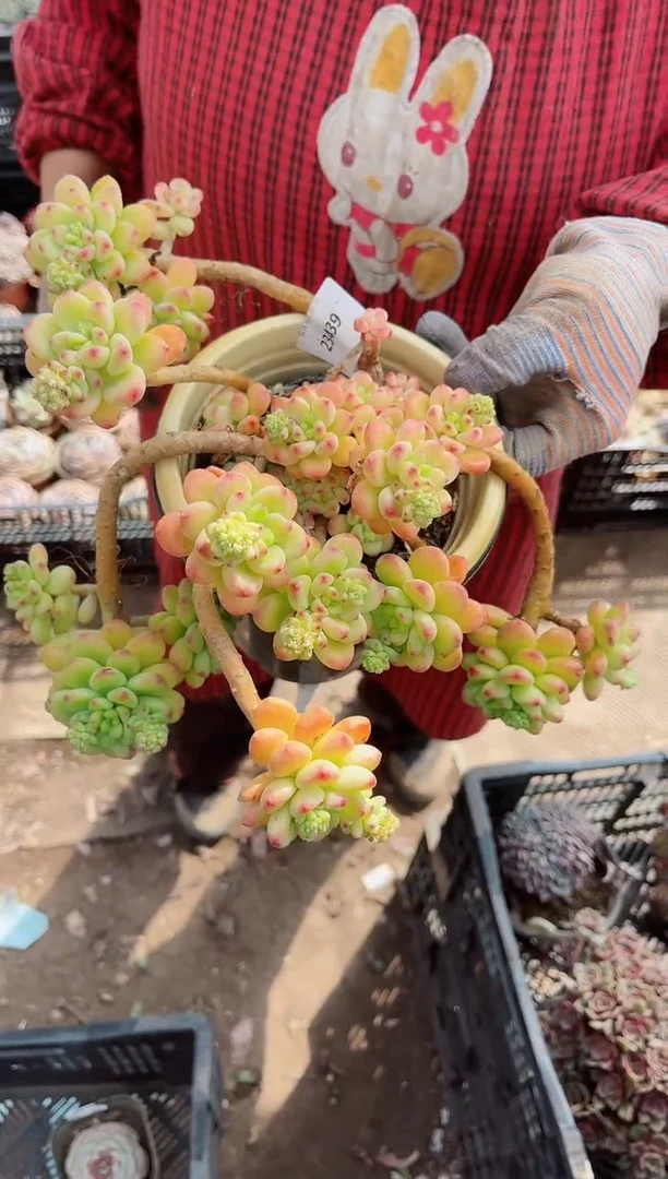 【闪购商品】23439