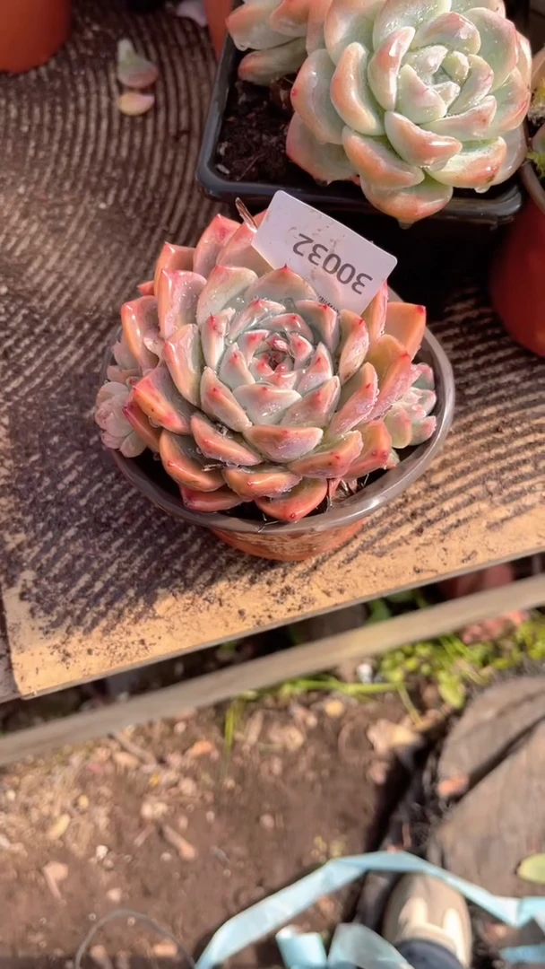 青*跃跃精品多肉30032