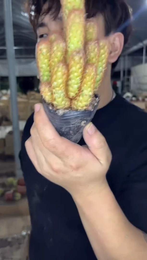 10颗 金手指【带根】