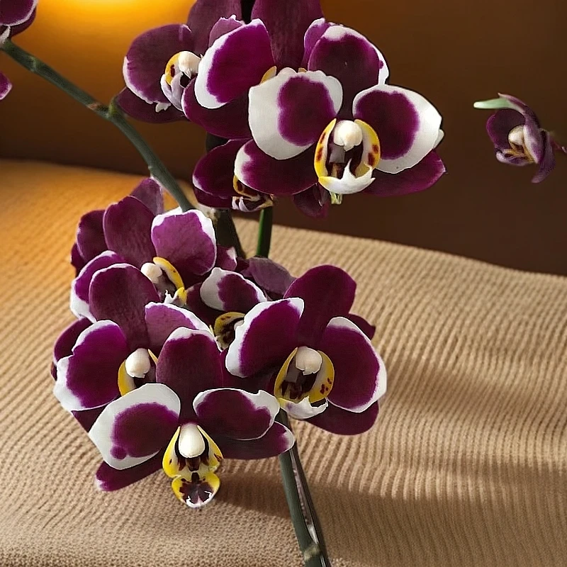 【巧克力】精品蝴蝶兰鲜花绿植室内花盆景 带花带花苞基地发货