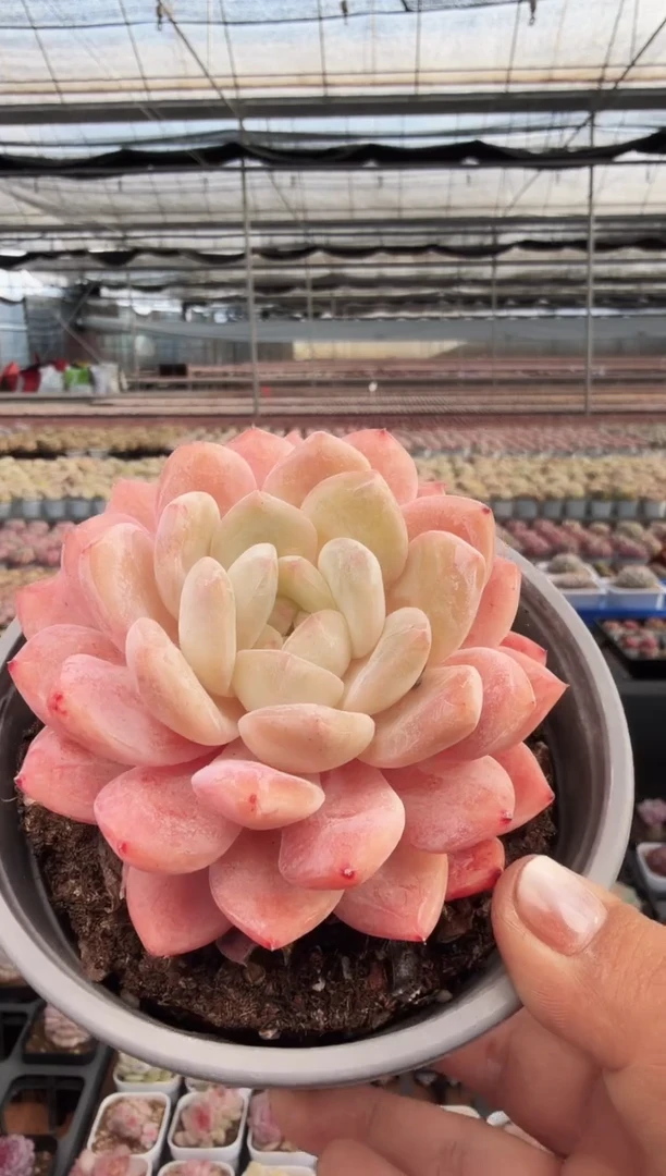 东云多肉园新款-348（脱土）