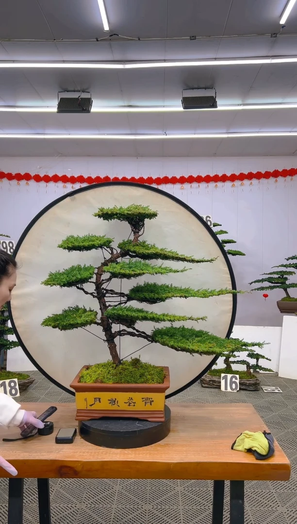 【闪购商品】盆景1