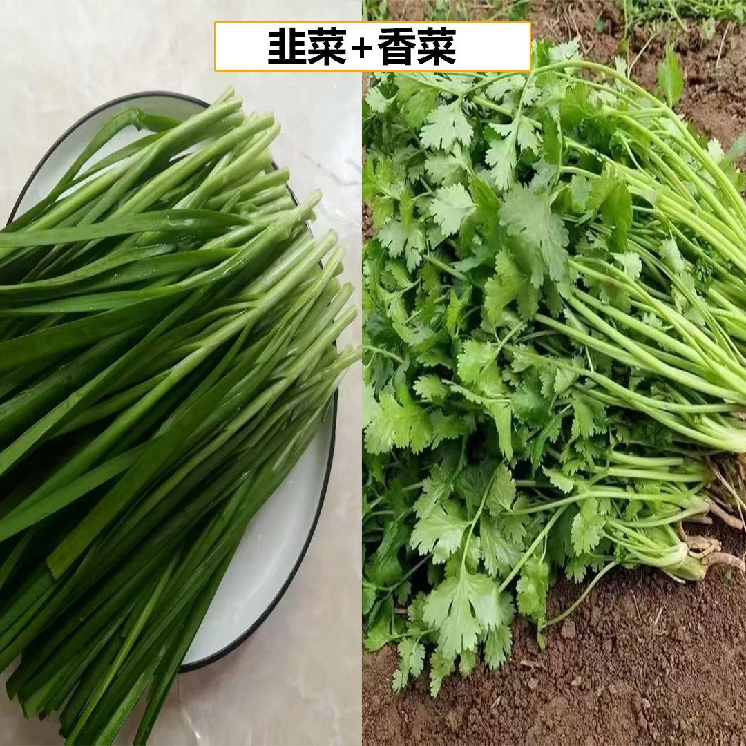 【老郭专属】韭菜2斤+香菜1斤