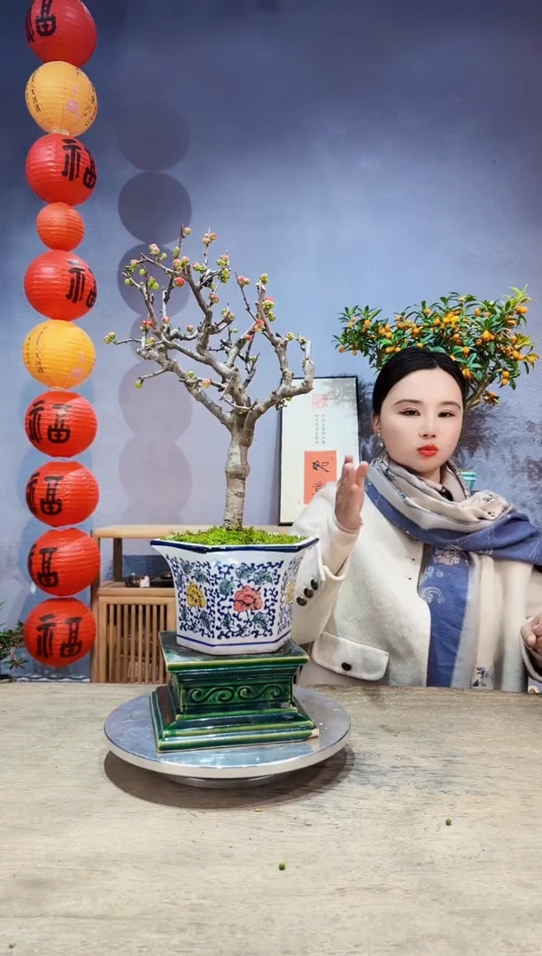 【闪购商品】盆景海棠 长寿冠