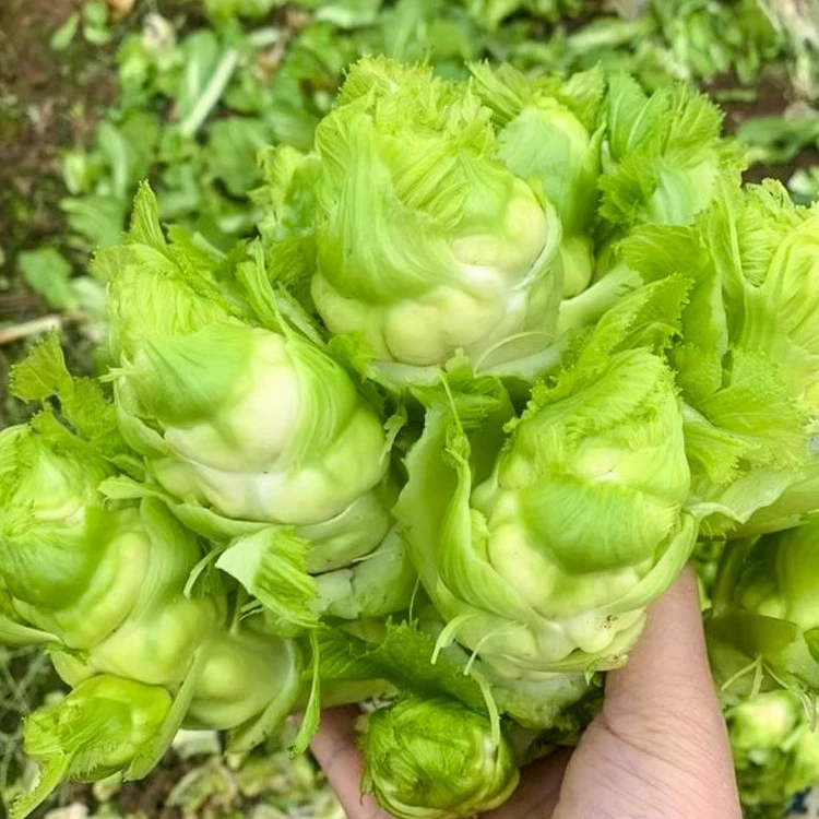 四川儿菜种子种籽芥菜种四季菜种娃娃菜蔬菜抱儿菜孑菜籽耳菜重庆