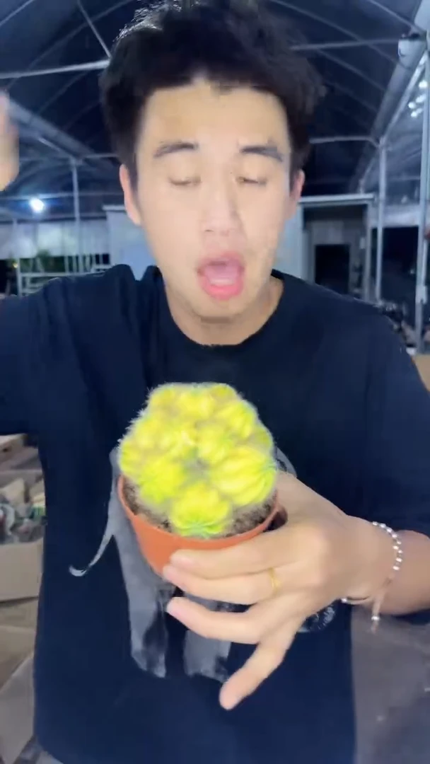 多头 银光锦【带根】