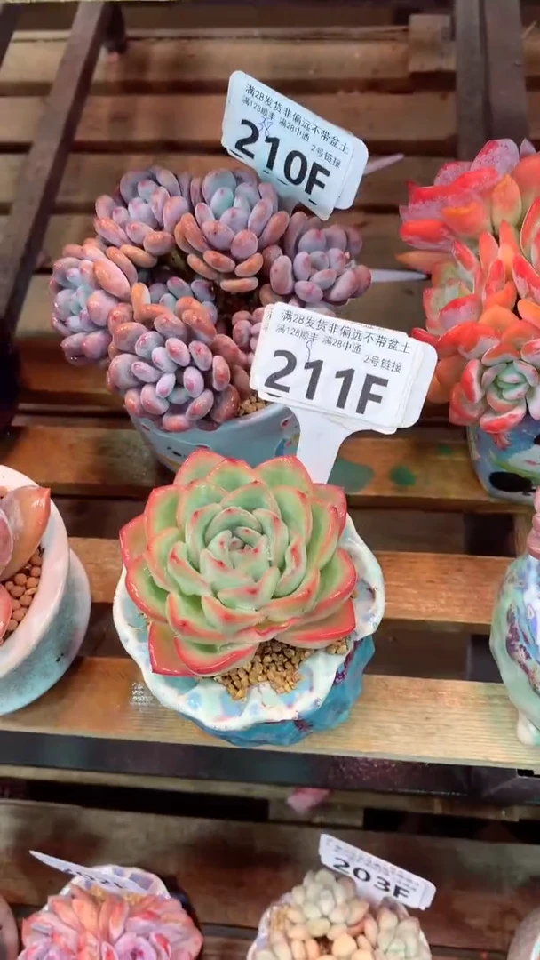 211F（一物一拍实付满28发货，默认不带盆土）